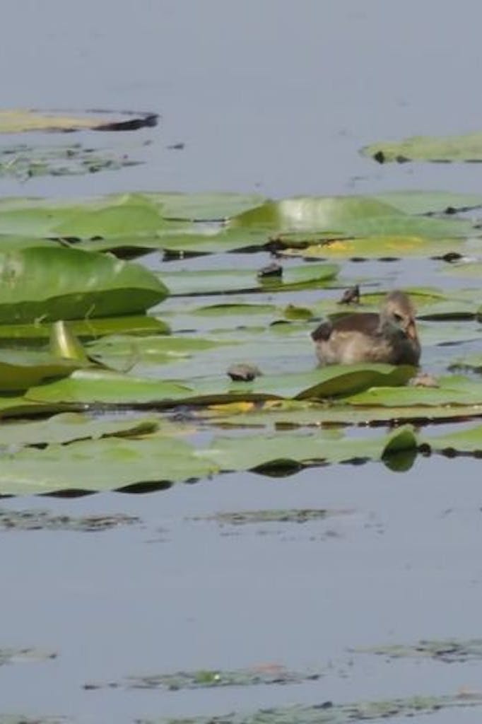 Jezero Komarnik